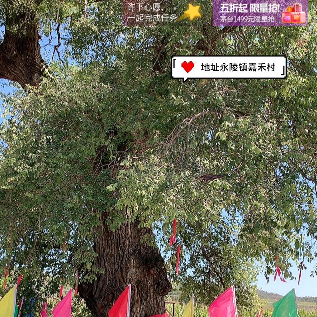 嘉禾村600年老榆树