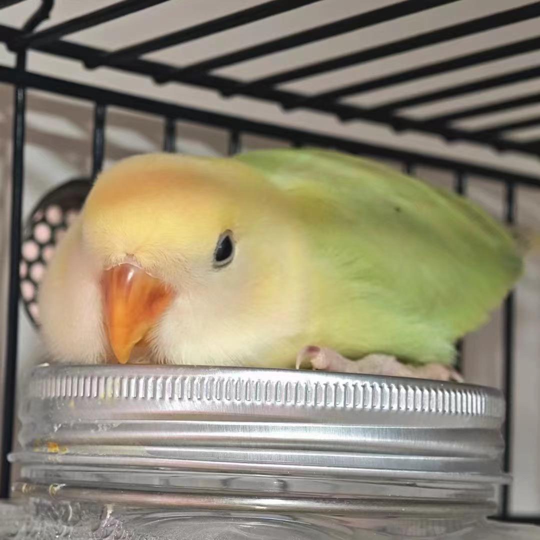 百鹦萌宠生活坊