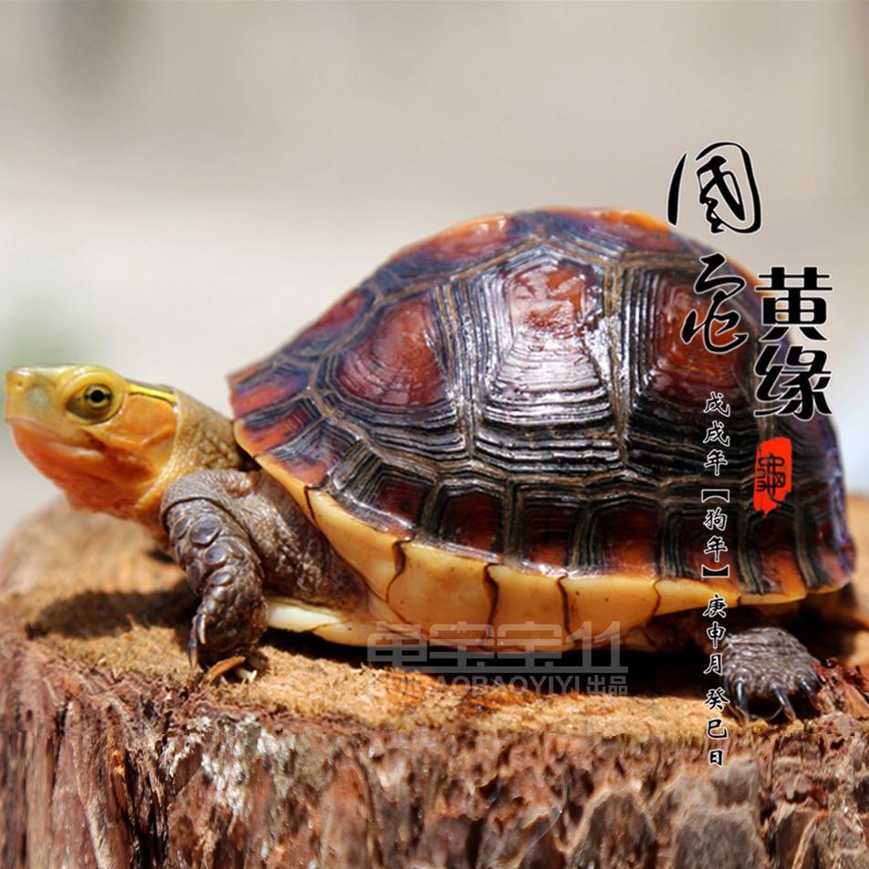 龟宝宝名龟之家@抖音