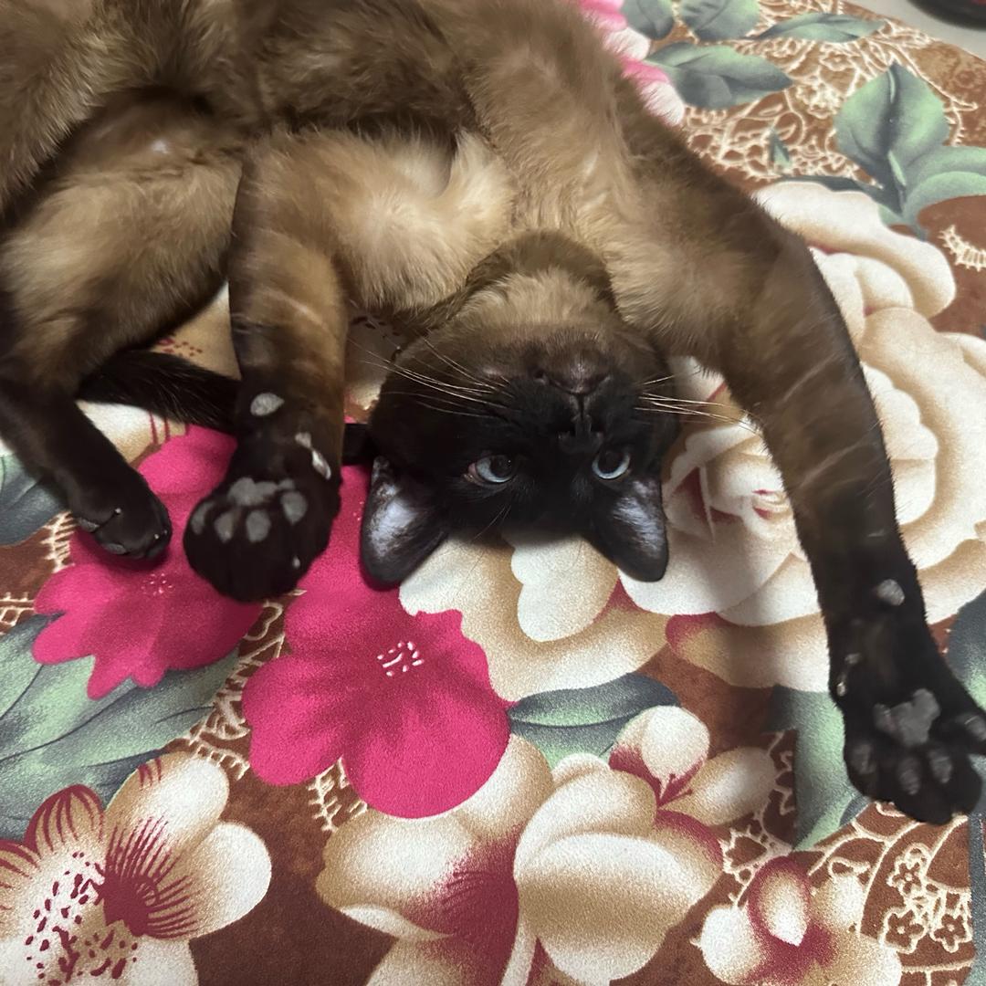 偏爱.🐱