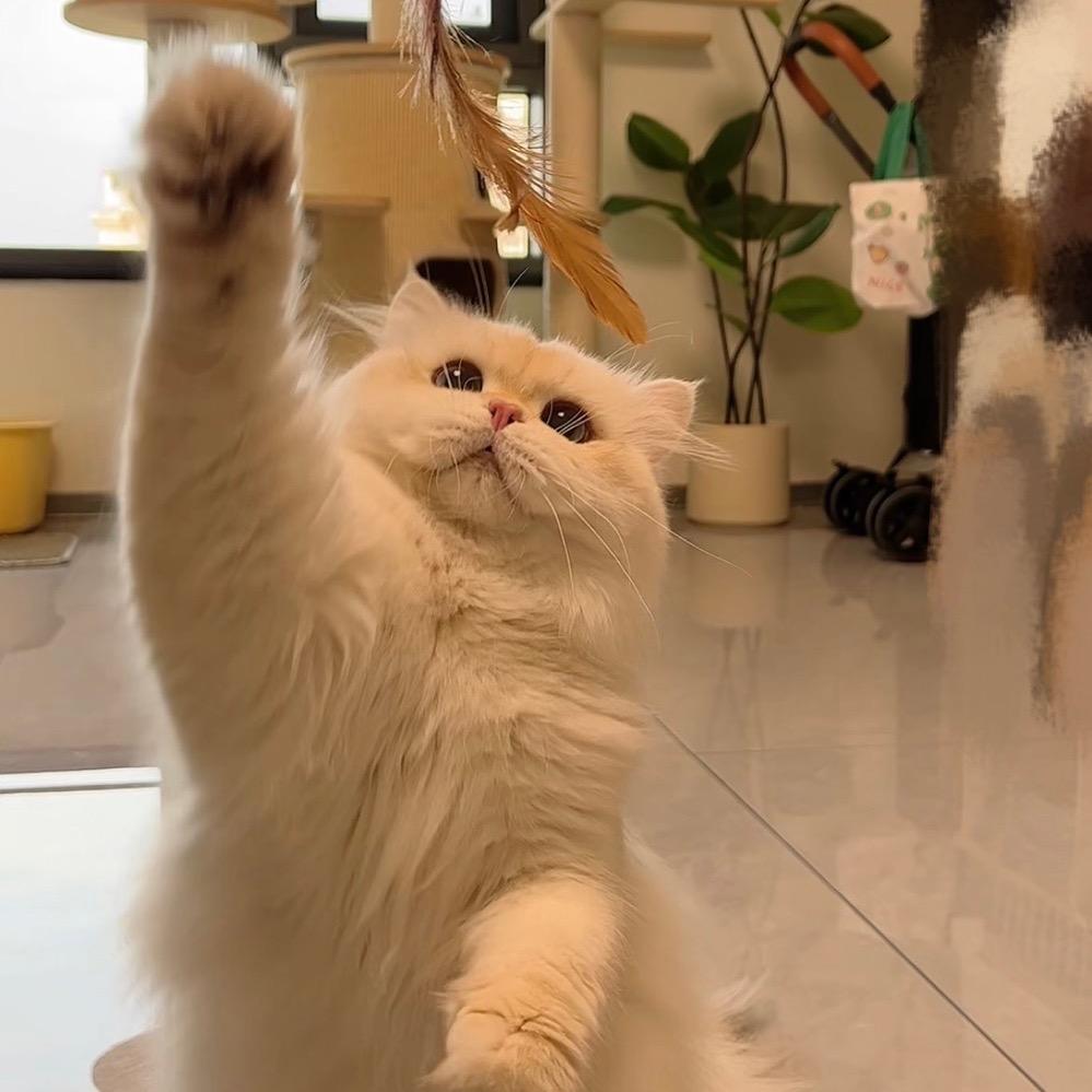 姐姐的朵猫猫2