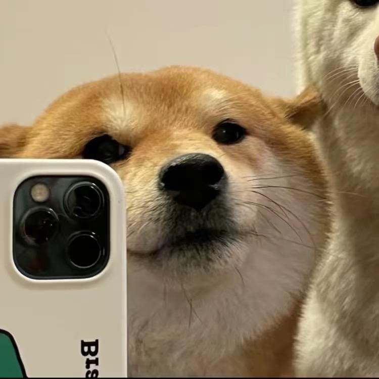 笨猪猪，