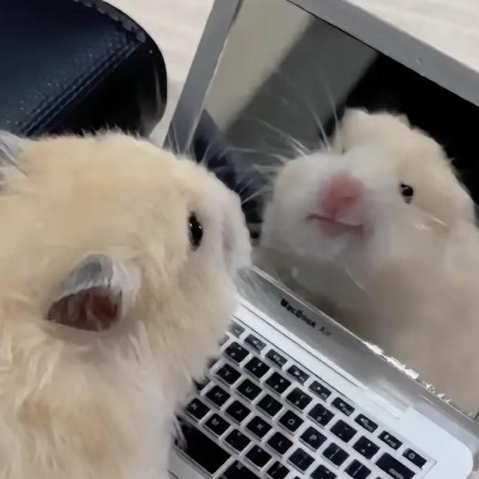 不是仓鼠🐹