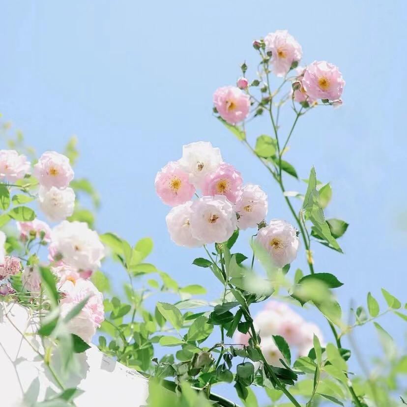 西柚🍀