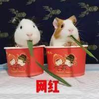 萌宠小猪猪@抖音