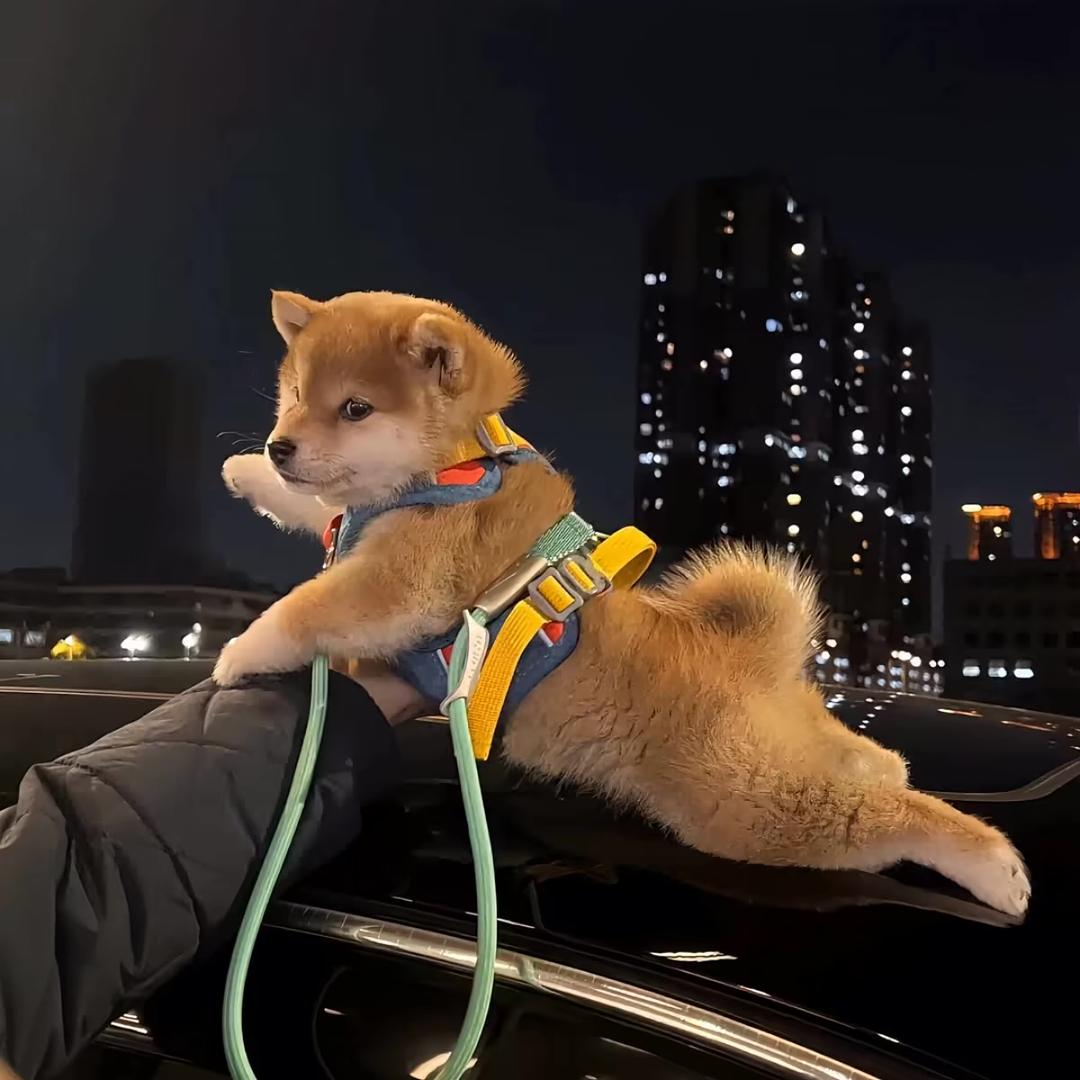 打小看你行