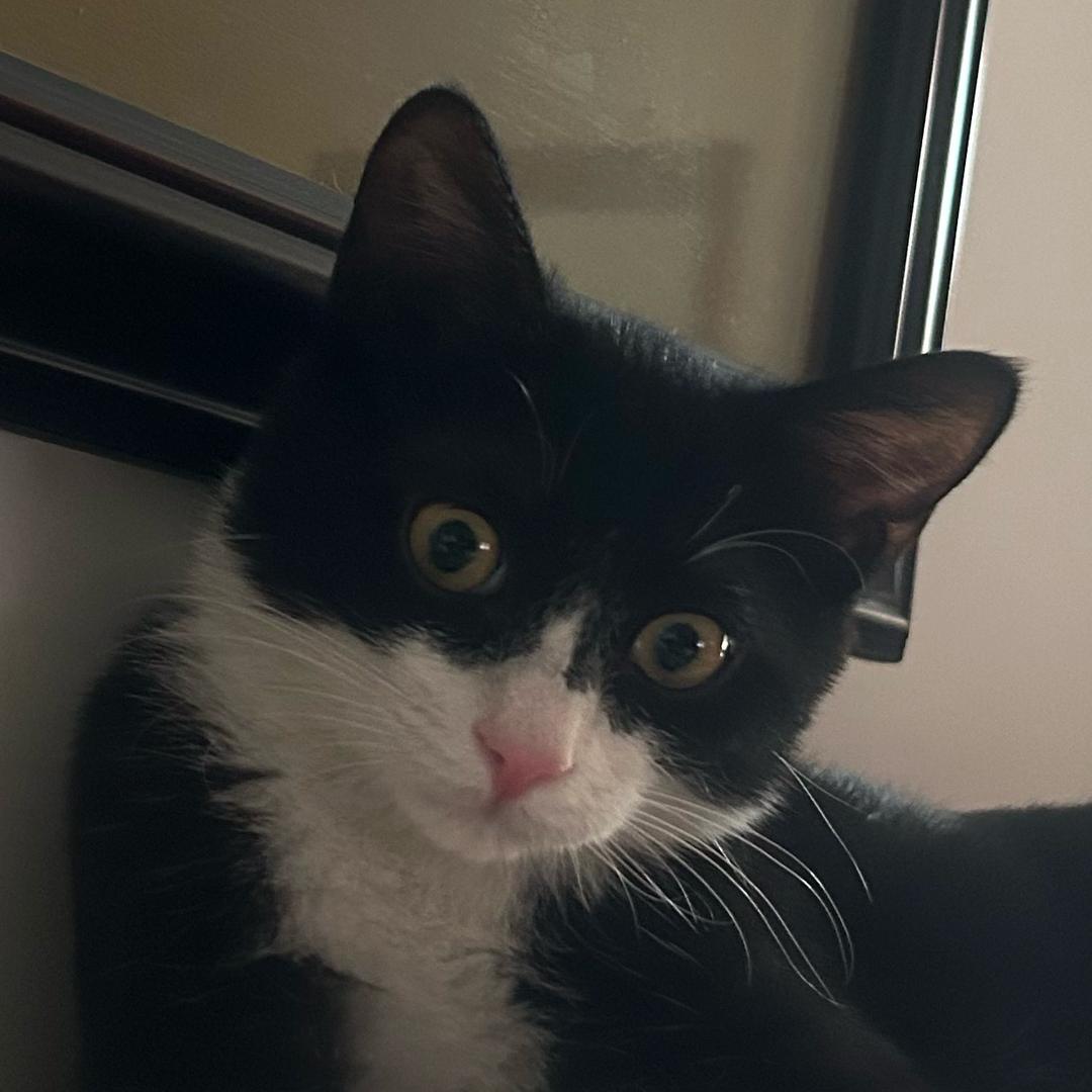Hana