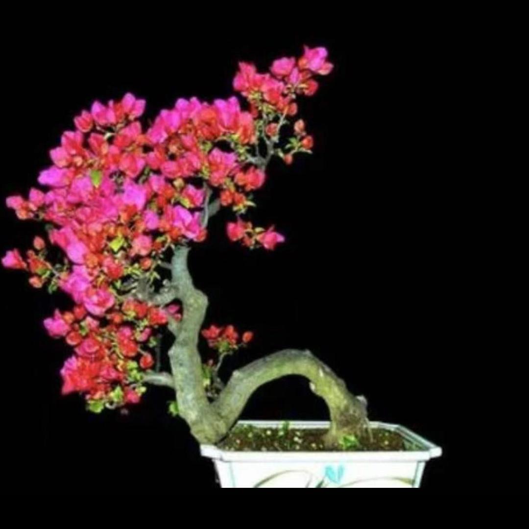 草帽哥三角梅园艺