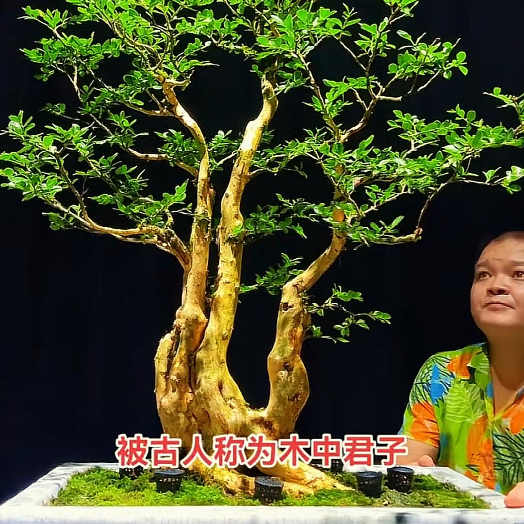 馨悦盆景园艺（张斌）