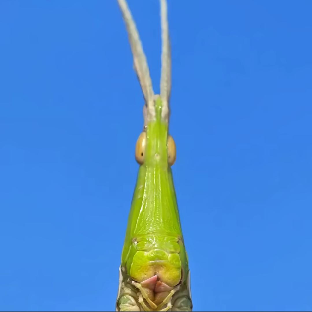 久菜合子.