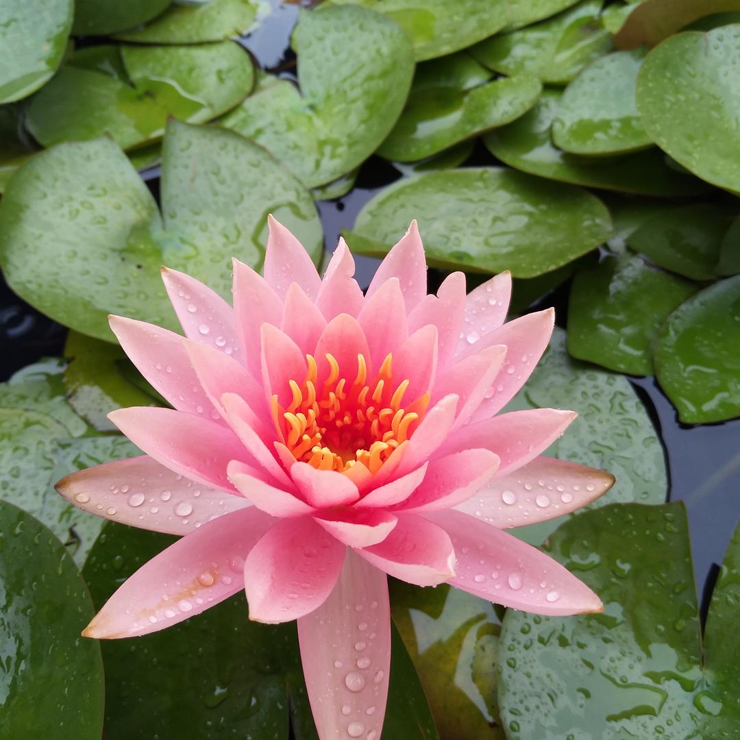 清凉钟声🌿