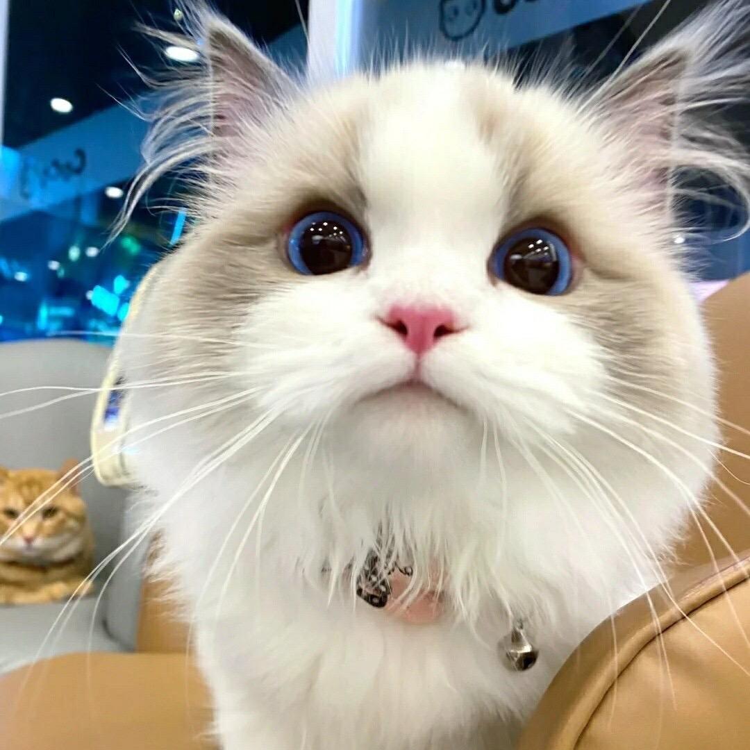 蓝仙