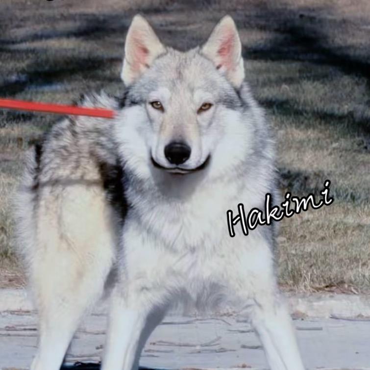 捷克狼犬-Hakimi犬舍