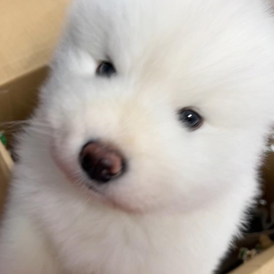 奶兜修狗@