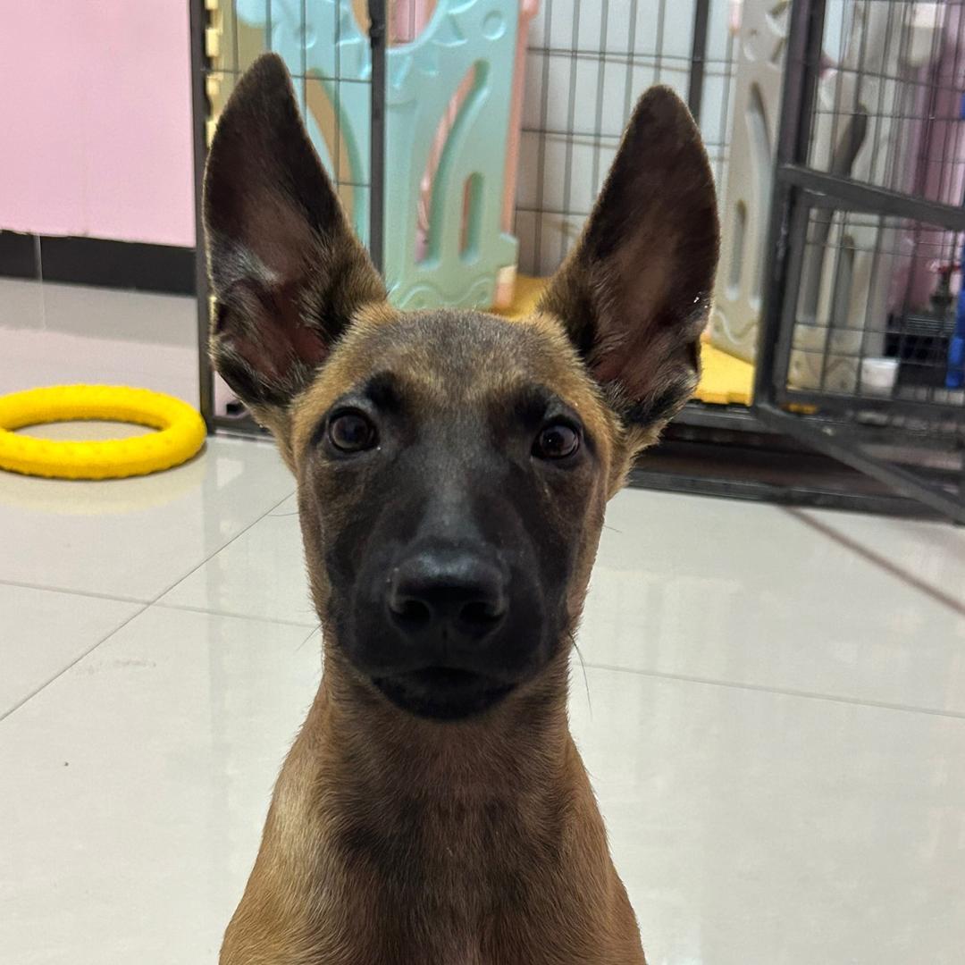 马犬胖虎和豆包