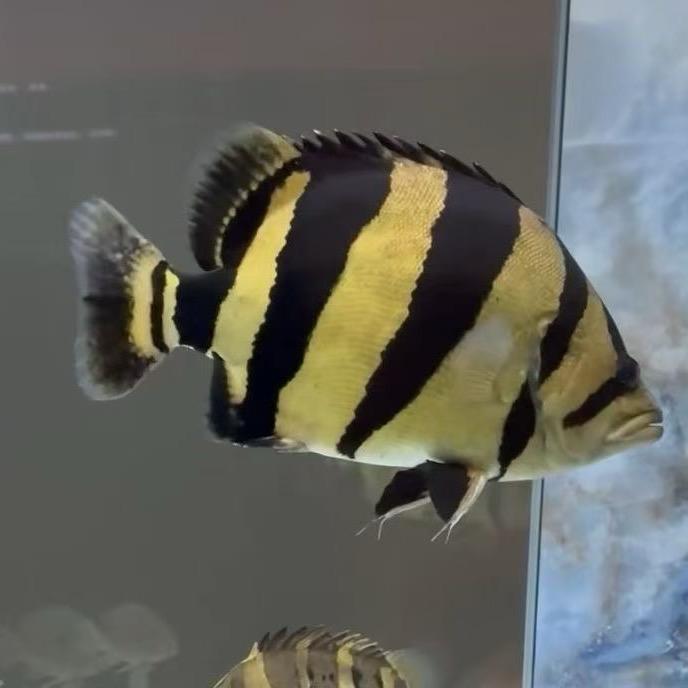 淘个鱼虎鱼工厂店