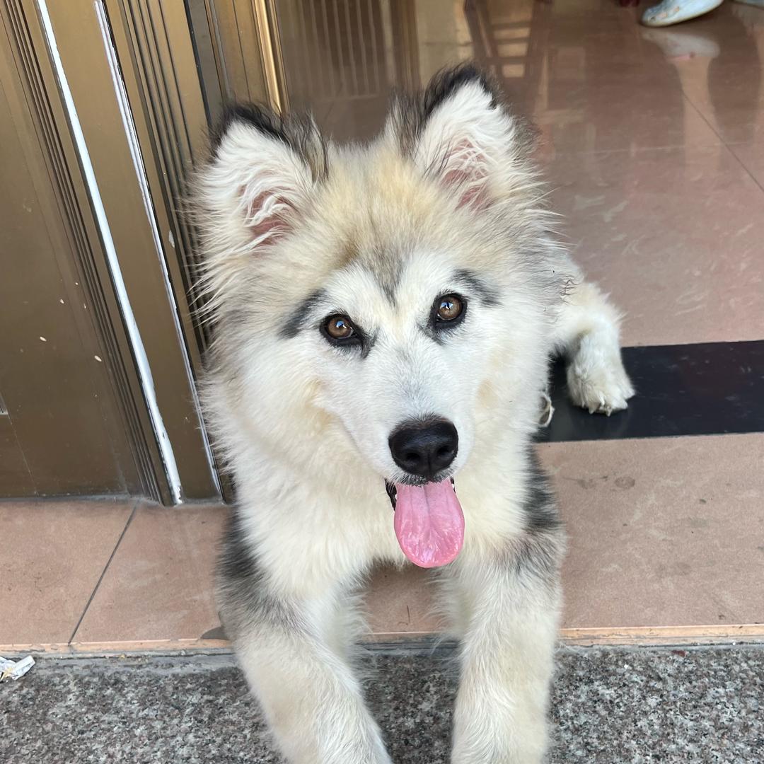 来瑞（三角洲）