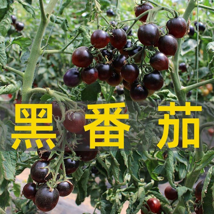 农园种子