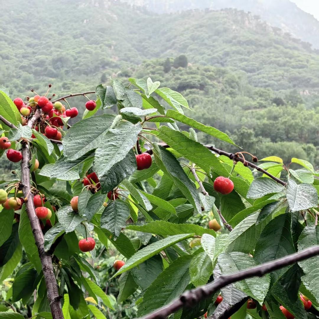 大静家樱桃🍒