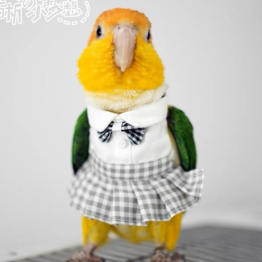 凯凯 caique