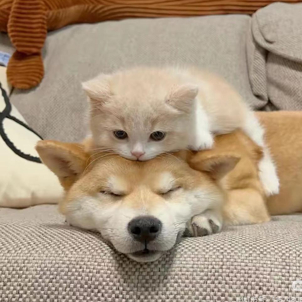 小猫遛小狗