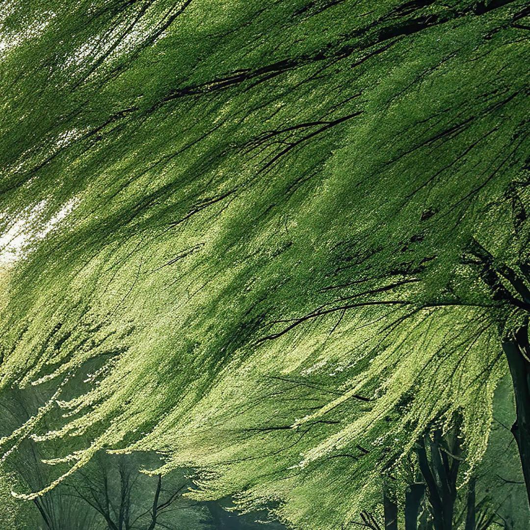 云雾茶场