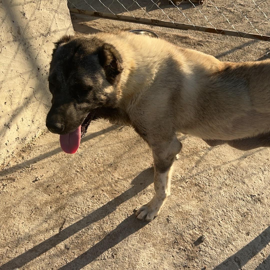 威霆土耳其坎高犬