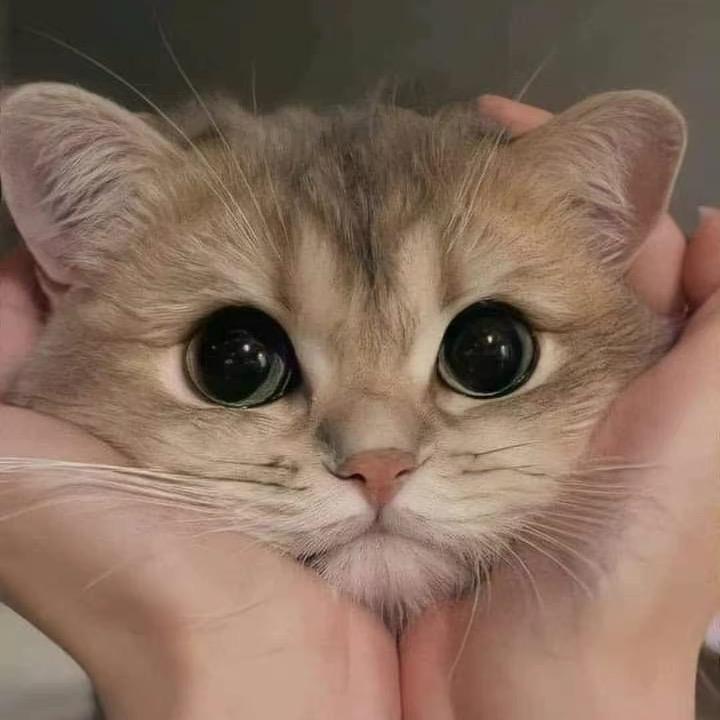 脸有亿点圆🤏🏻