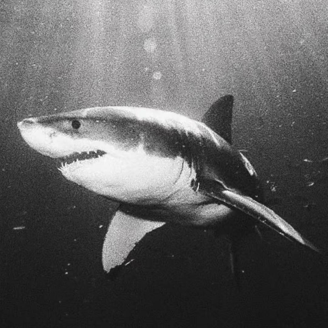 大鲨鱼🦈