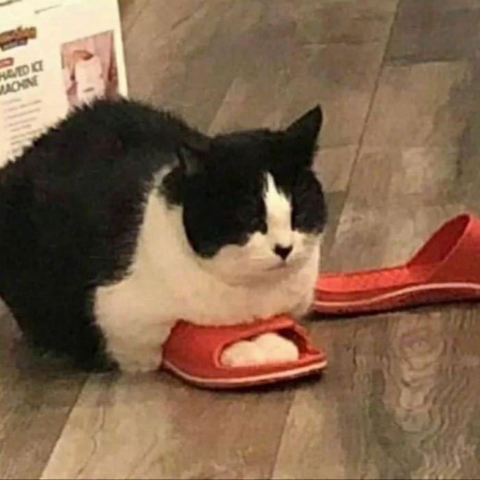 陳姨