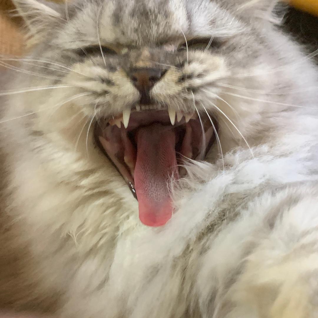 茶