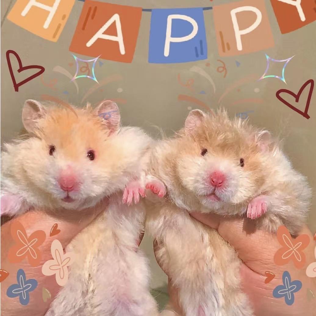 荷包蛋宠物熊舍