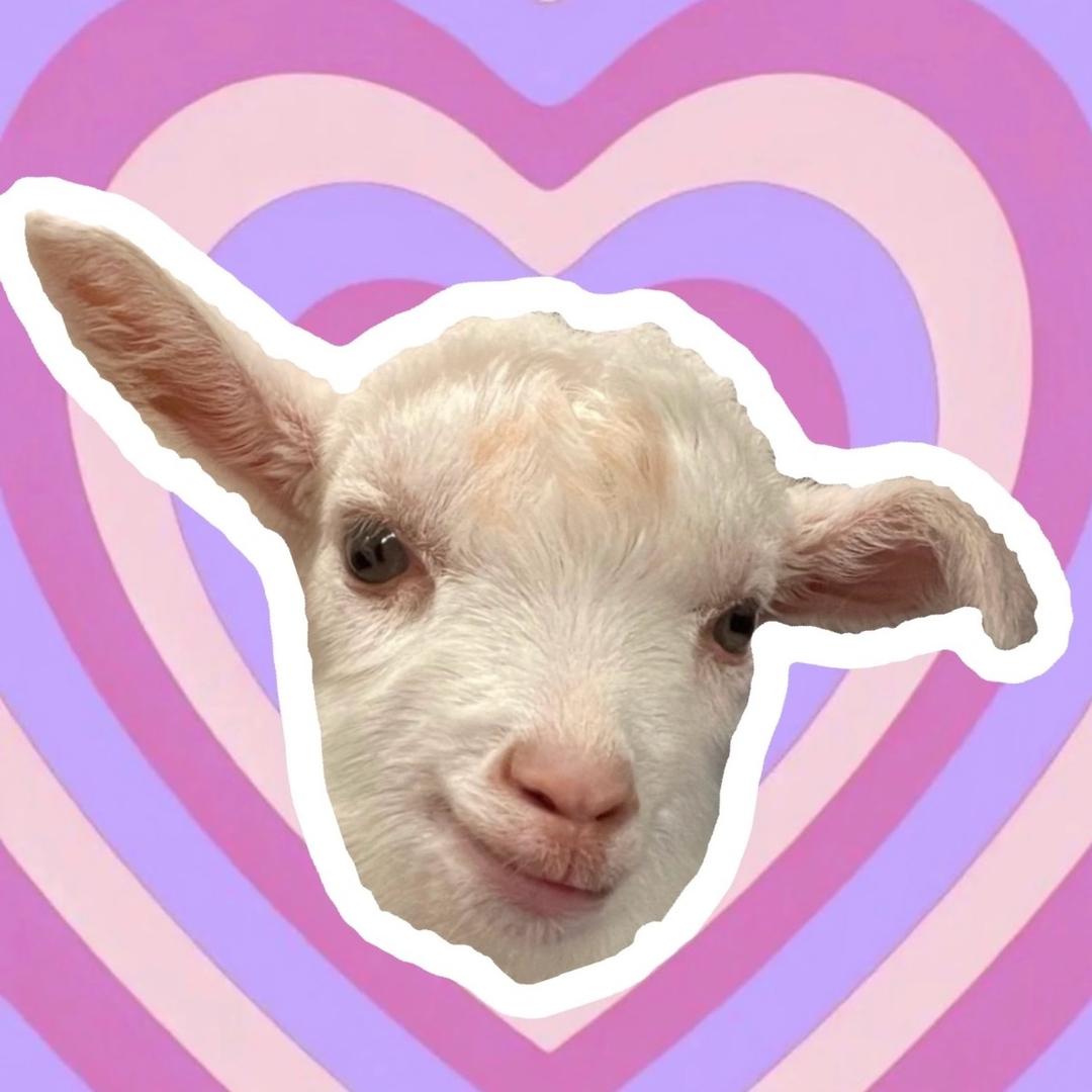 小🐑爱吃淀粉肠