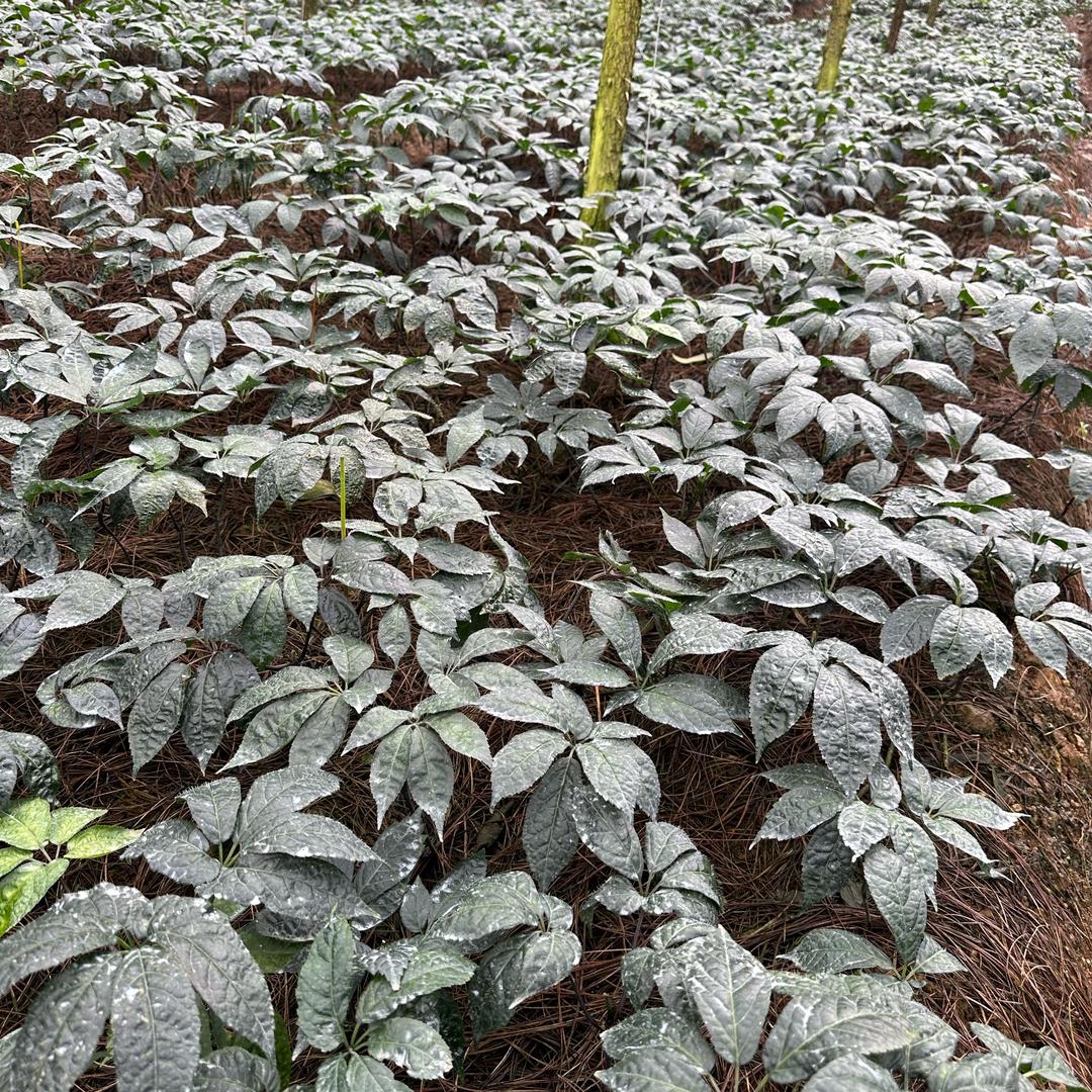 自由主义最浪漫💕