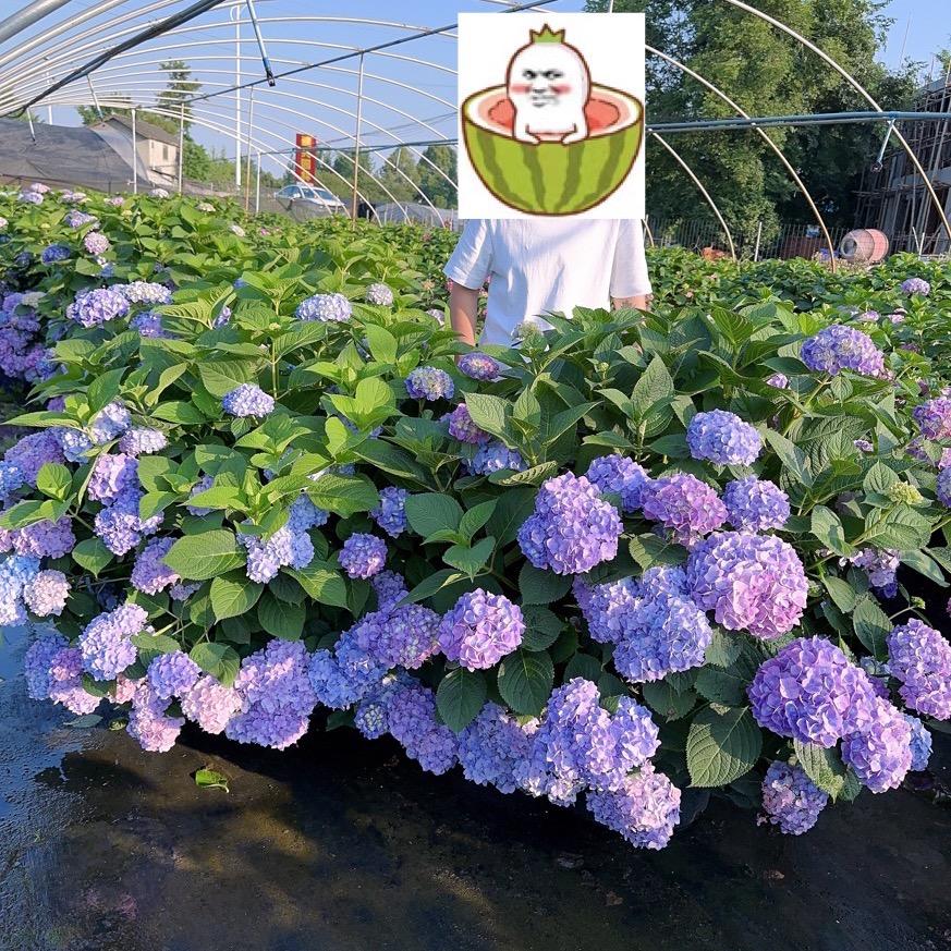 花猫猫花卉种植园