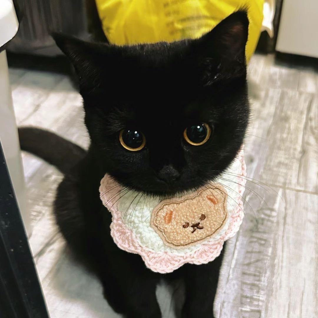 猫meme音乐版