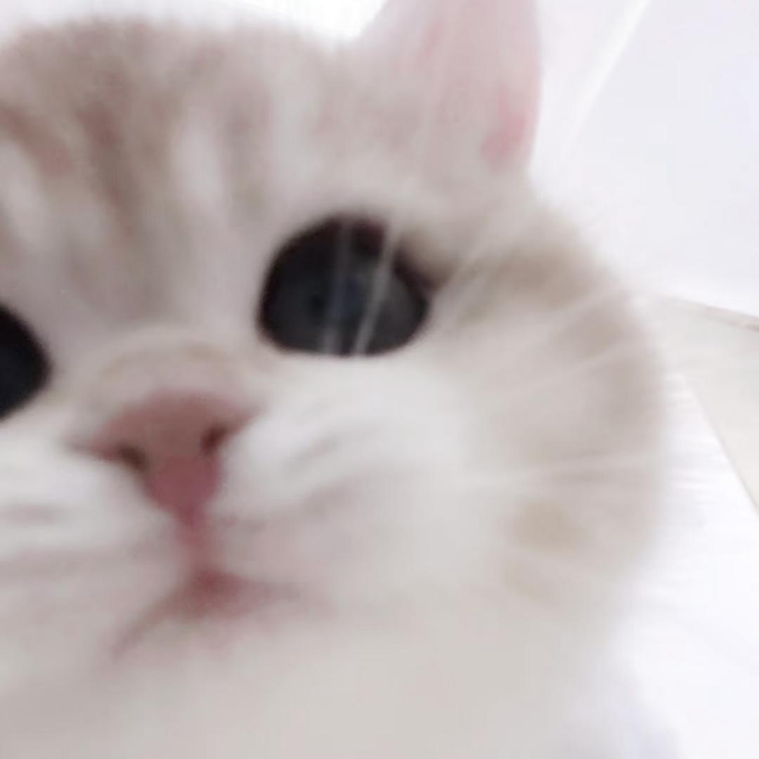 🐈‍⬛ 🎧☁️🕊️