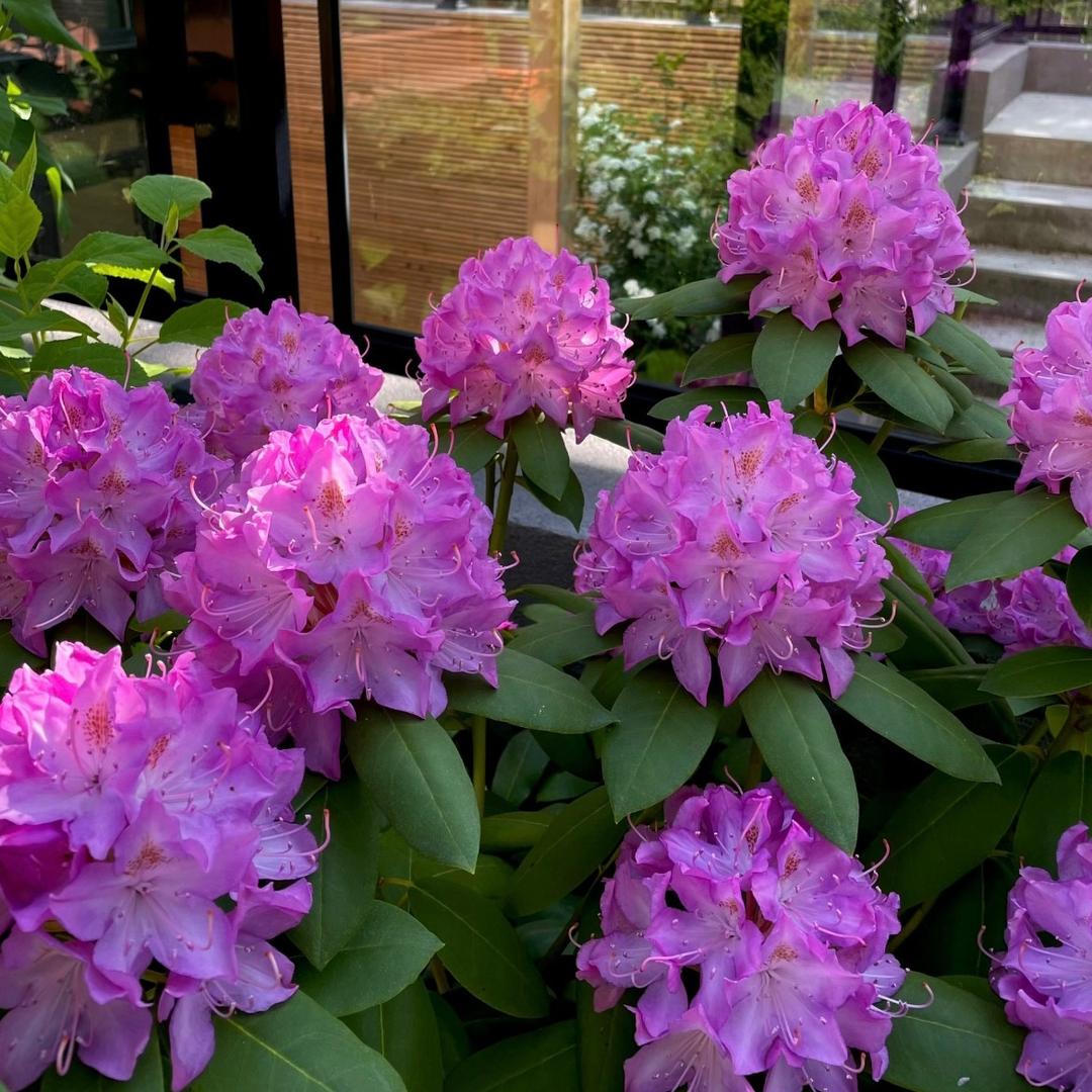 花奢