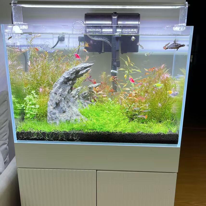 浅浅森林