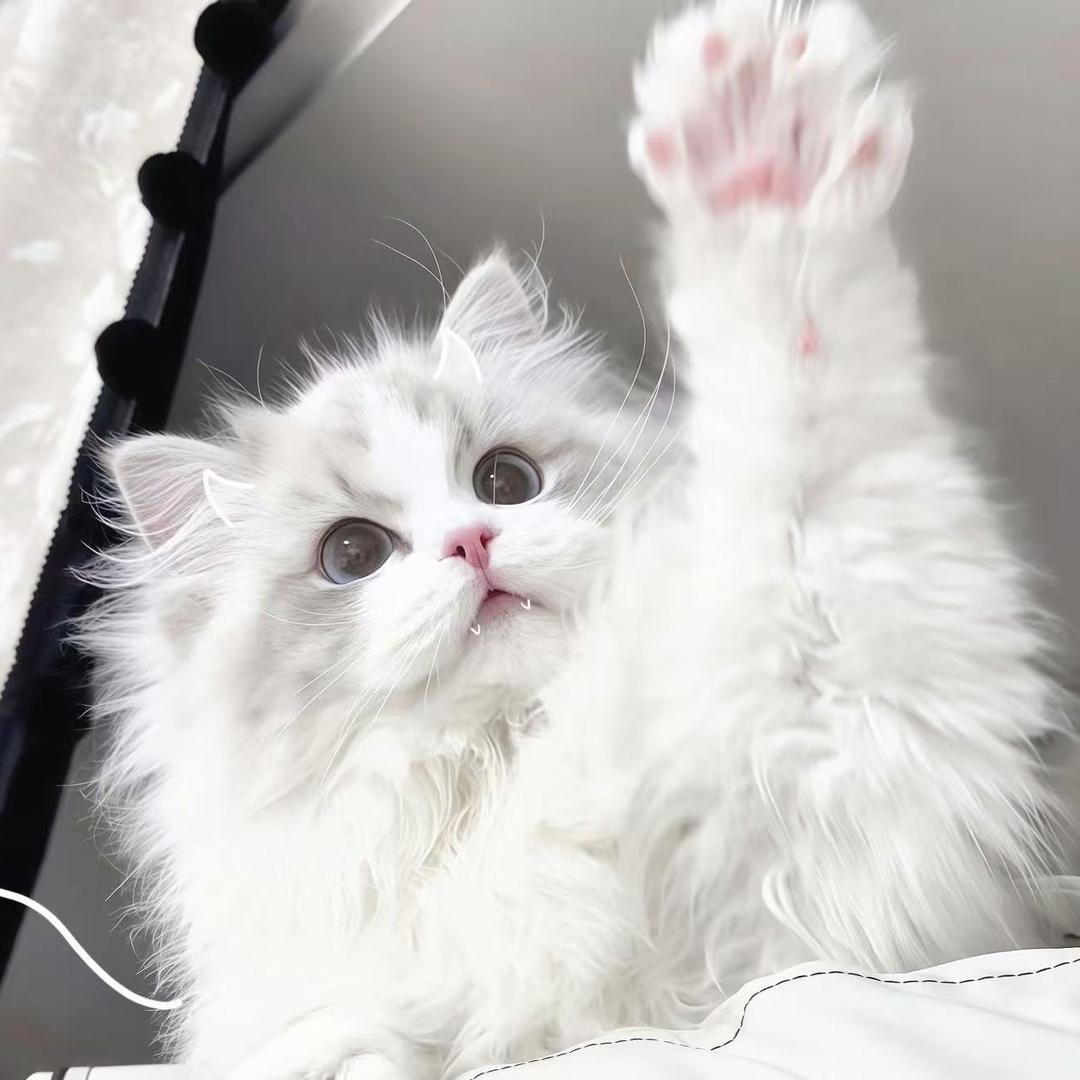 XIAOZHUA小爪猫舍🐈