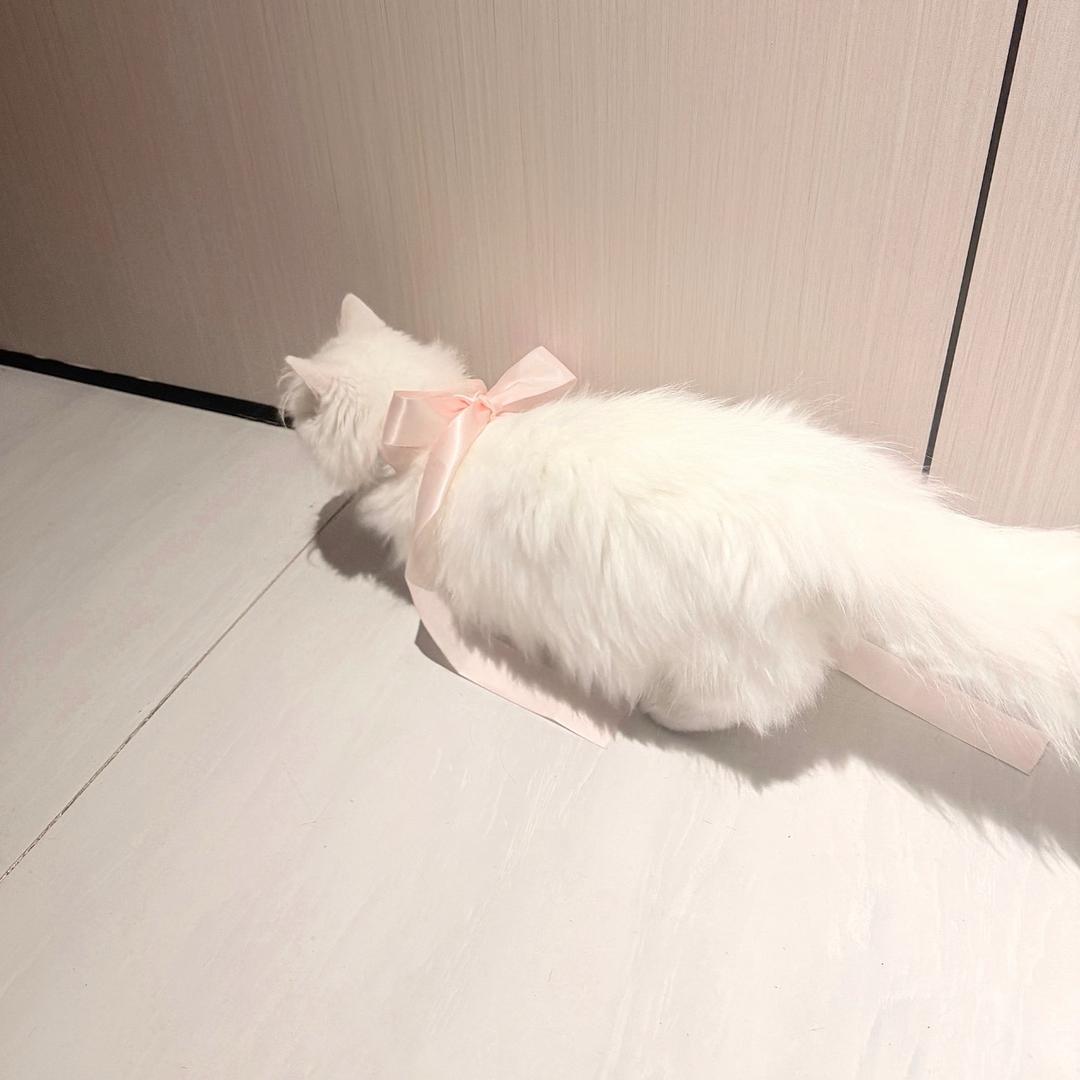 一只菜鸟