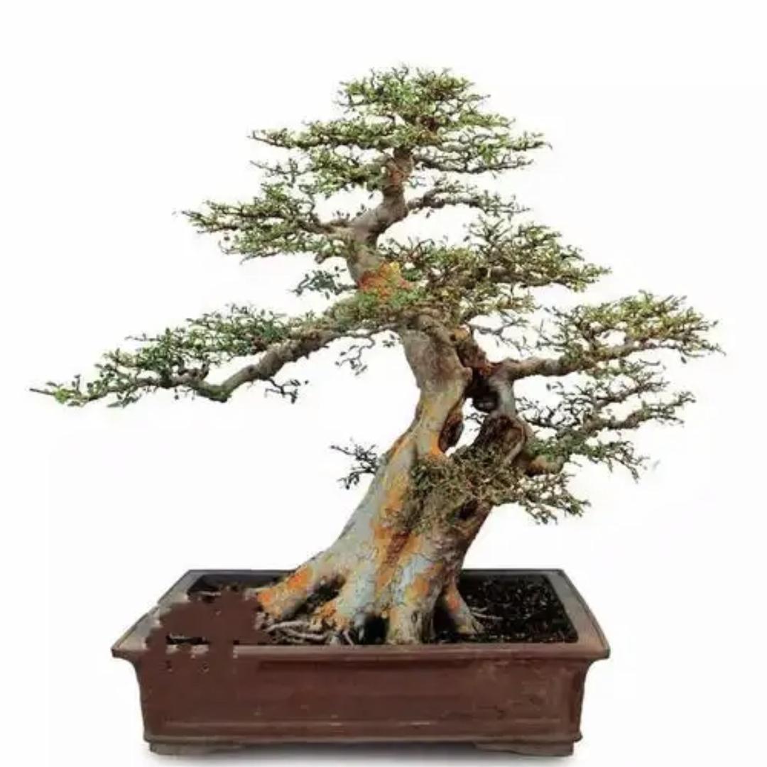 柴柴盆景工具