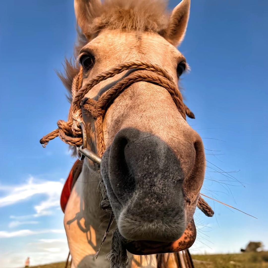 ￴￴￴ ￴￴￴让花成花 让树成树