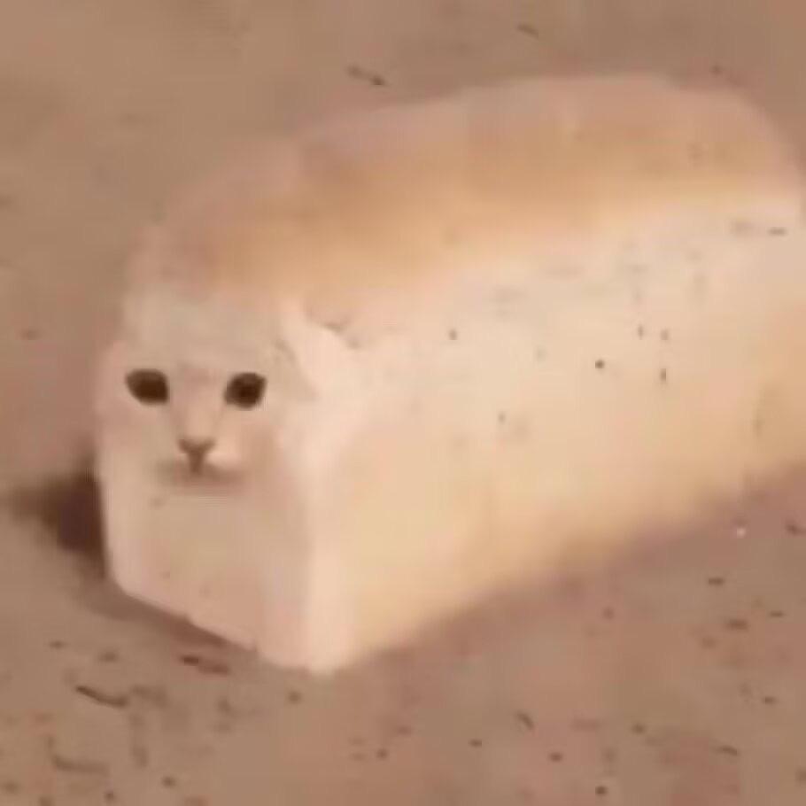 花见猫八米一