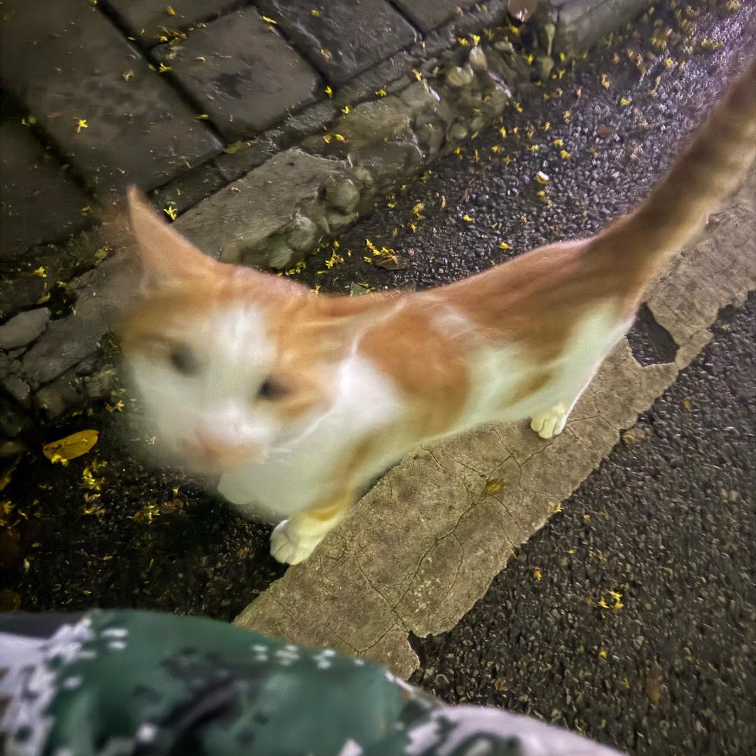 鱼鱼头像