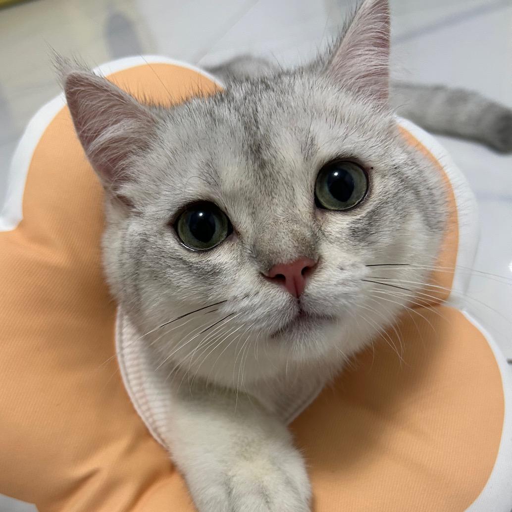 嘟拉拉嘟儿🐱