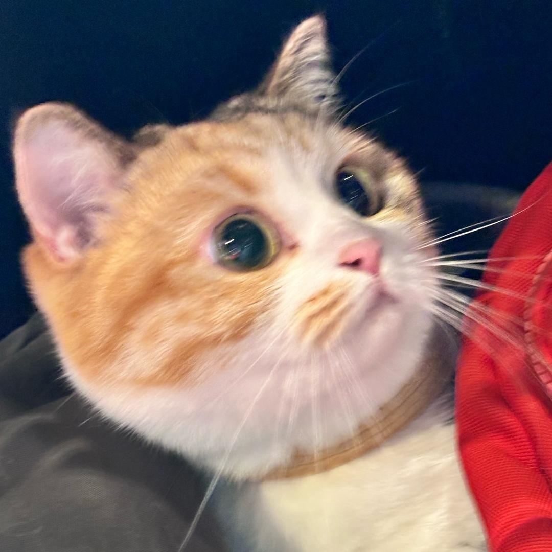 一只崽崽