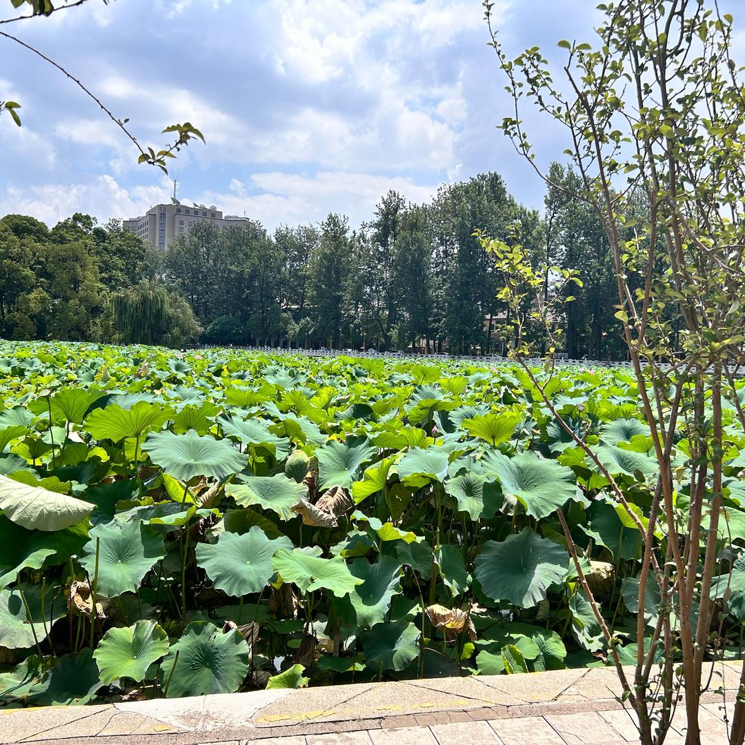 全妹妹（分享农产品）