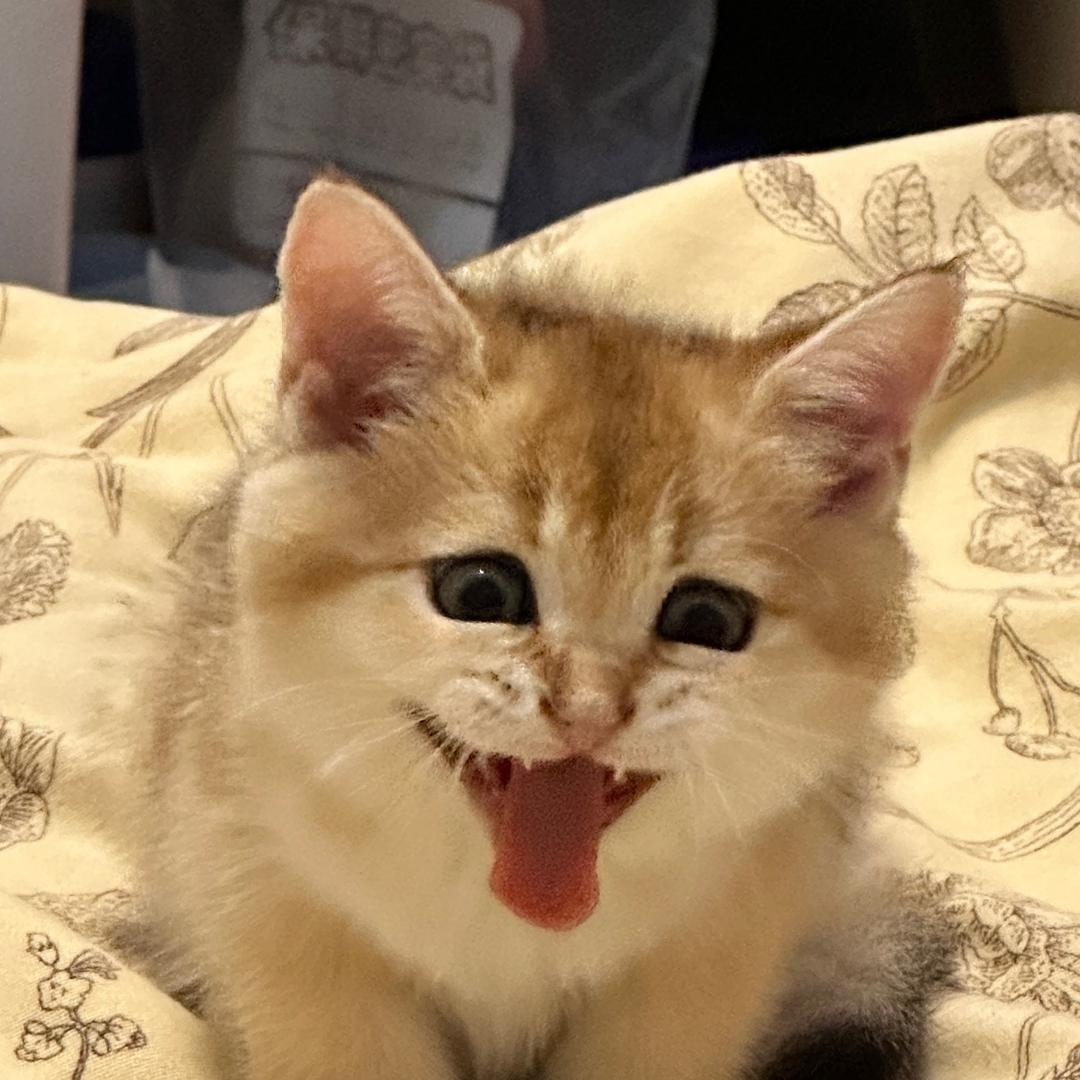 午后狂睡史提芬