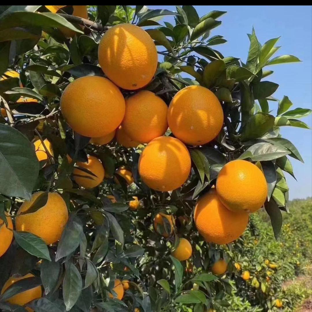 赣南脐橙现采现摘